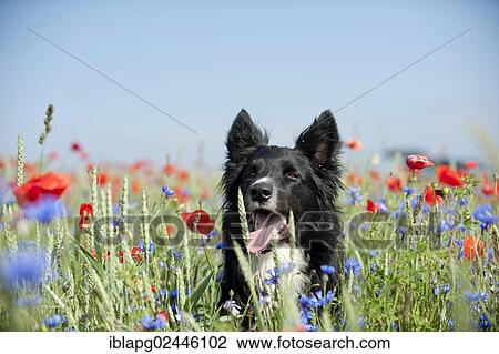 "Border Collie in a poppy field, portrait" View Large Photo Image Stock Image - "Border Collie in a poppy field, portrait". Fotosearch