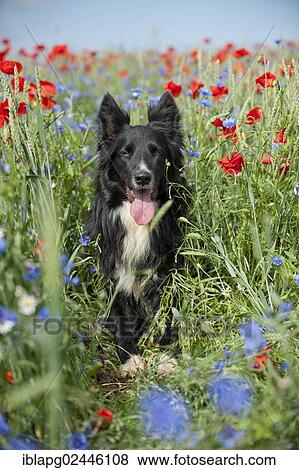Border Collie in a poppy field View Large Photo Image Stock Photo - Border Collie in a poppy field. Fotosearch