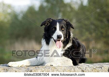 Picture - "Border Collie lying on rock, Germany, Europe". Fotosearch
