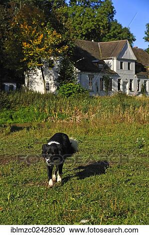 "Border Collie on an organic farm, the manor house at the back, Othenstorf, Mecklenburg-Western Pomerania, Germany, Europe, PublicGround, Europe" View Large Photo Image Stock Image - "Border Collie on an organic farm, the manor house at the back, Othenstorf, Mecklenburg-Western Pomerania, Germany, Europe, PublicGround, Europe". Fotosearch