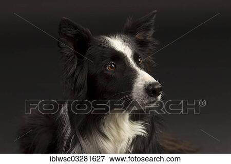 "Border Collie, portrait, against black, Germany, Europe" View Large Photo Image Stock Photo - "Border Collie, portrait, against black, Germany, Europe". Fotosearch