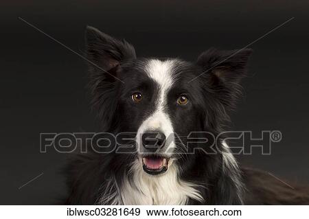 "Border Collie, portrait, against black, Germany, Europe" View Large Photo Image Stock Photo - "Border Collie, portrait, against black, Germany, Europe". Fotosearch