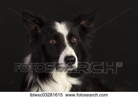 "Border Collie, portrait, against black, Germany, Europe" View Large Photo Image Stock Photography - "Border Collie, portrait, against black, Germany, Europe". Fotosearch