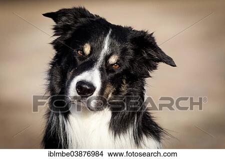 "Border Collie, portrait, Germany, Europe" View Large Photo Image Picture - "Border Collie, portrait, Germany, Europe". Fotosearch