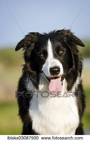 Stock Image - "Border Collie, portrait, Germany, Europe". Fotosearch