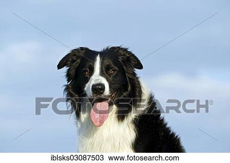 "Border Collie, portrait, Germany, Europe" View Large Photo Image Stock Image - "Border Collie, portrait, Germany, Europe". Fotosearch