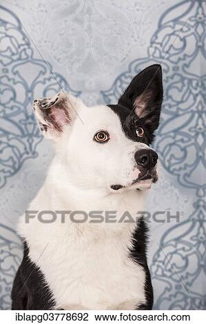 "Border Collie, portrait" View Large Photo Image Stock Image - "Border Collie, portrait". Fotosearch