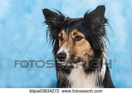 "Border Collie, portrait" View Large Photo Image Stock Image - "Border Collie, portrait". Fotosearch