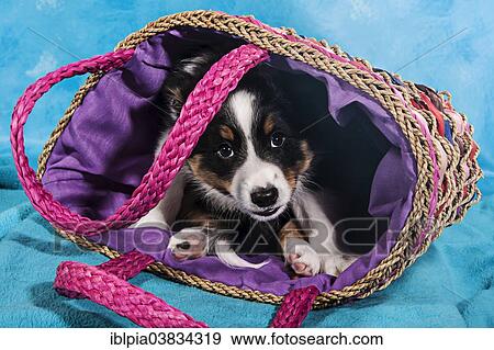 "Border Collie, puppy lying in a basket bag" View Large Photo Image Stock Photo - "Border Collie, puppy lying in a basket bag". Fotosearch
