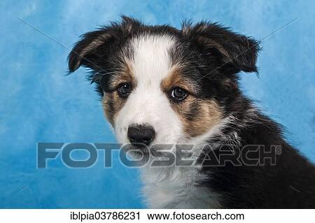 "Border Collie puppy, portrait" View Large Photo Image Stock Image - "Border Collie puppy, portrait". Fotosearch