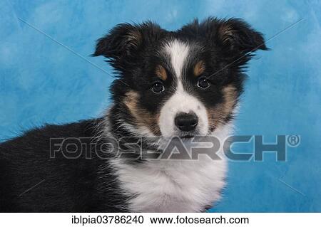 "Border Collie puppy, portrait" View Large Photo Image Stock Image - "Border Collie puppy, portrait". Fotosearch