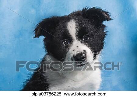 "Border Collie puppy, portrait" View Large Photo Image Stock Photography - "Border Collie puppy, portrait". Fotosearch