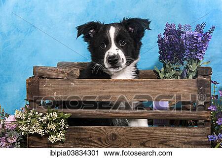 "Border Collie, puppy sitting in a wooden box" View Large Photo Image Stock Image - "Border Collie, puppy sitting in a wooden box". Fotosearch