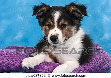 Stock Image - Border Collie puppy. Fotosearch