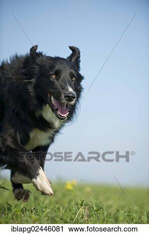 Border Collie running across a meadow View Large Photo Image Stock Image - Border Collie running across a meadow. Fotosearch