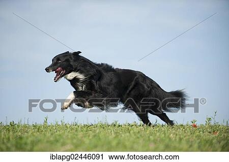 Border Collie running across a meadow View Large Photo Image Stock Image - Border Collie running across a meadow. Fotosearch
