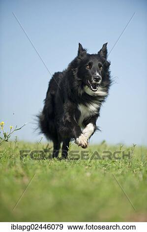 Border Collie running across a meadow View Large Photo Image Stock Photo - Border Collie running across a meadow. Fotosearch