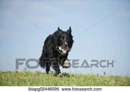 Border Collie running across a meadow View Large Photo Image Stock Photography - Border Collie running across a meadow. Fotosearch