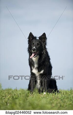 Border Collie sitting in a meadow View Large Photo Image Stock Image - Border Collie sitting in a meadow. Fotosearch