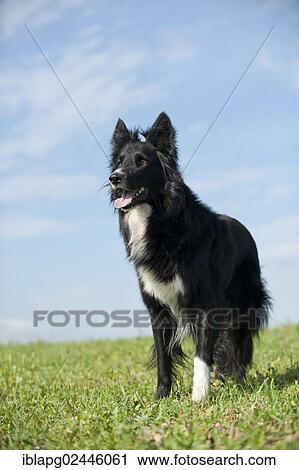 Border Collie standing in a meadow View Large Photo Image Stock Image - Border Collie standing in a meadow. Fotosearch