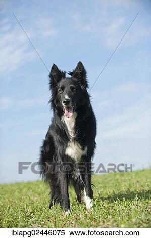 Border Collie standing on a meadow View Large Photo Image Stock Photography - Border Collie standing on a meadow. Fotosearch