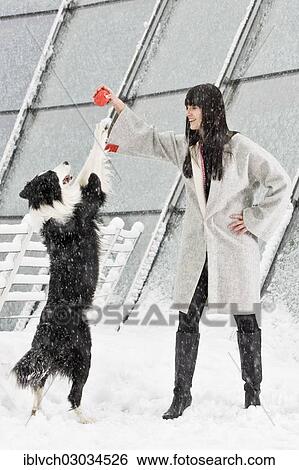 Stock Photograph - "Border Collie standing standing on hindlegs in front of a young woman in the snow, Austria, Europe". Fotosearch