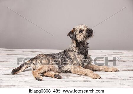 Stock Photography - "Border Terrier, lying". Fotosearch