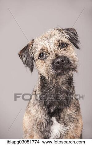 "Border Terrier, portrait" View Large Photo Image Picture - "Border Terrier, portrait". Fotosearch