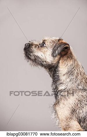 "Border Terrier, portrait" View Large Photo Image Stock Image - "Border Terrier, portrait". Fotosearch