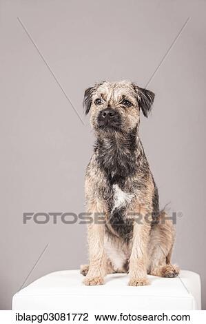 Border Terrier sitting on a stool View Large Photo Image Stock Image - Border Terrier sitting on a stool. Fotosearch