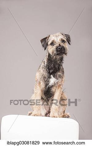 Border Terrier sitting on a stool View Large Photo Image Stock Photo - Border Terrier sitting on a stool. Fotosearch