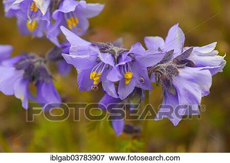 "Boreal Jacobs-ladder (Polemonium boreale), Wrangel, Chukotka, Russia, Europe" View Large Photo Image Stock Photo - "Boreal Jacobs-ladder (Polemonium boreale), Wrangel, Chukotka, Russia, Europe". Fotosearch