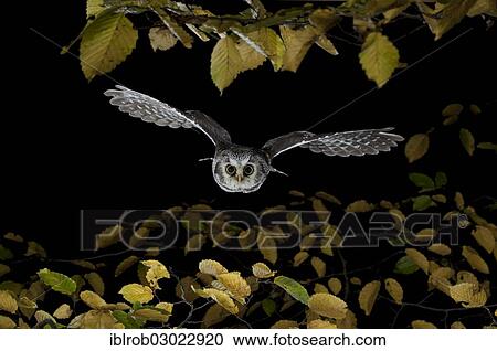 "Boreal Owl (Aegolius funereus) in flight, Thuringia, Germany, Europe" View Large Photo Image Stock Image - "Boreal Owl (Aegolius funereus) in flight, Thuringia, Germany, Europe". Fotosearch