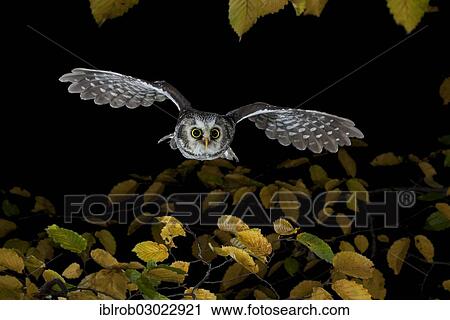 "Boreal Owl (Aegolius funereus) in flight, Thuringia, Germany, Europe" View Large Photo Image Stock Image - "Boreal Owl (Aegolius funereus) in flight, Thuringia, Germany, Europe". Fotosearch