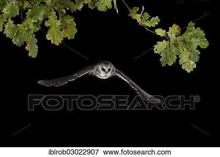 "Boreal Owl (Aegolius funereus) in flight, Thuringia, Germany, Europe" View Large Photo Image Stock Photo - "Boreal Owl (Aegolius funereus) in flight, Thuringia, Germany, Europe". Fotosearch