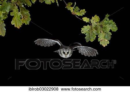 "Boreal Owl (Aegolius funereus) in flight, Thuringia, Germany, Europe" View Large Photo Image Stock Photo - "Boreal Owl (Aegolius funereus) in flight, Thuringia, Germany, Europe". Fotosearch