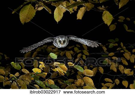 "Boreal Owl (Aegolius funereus) in flight, Thuringia, Germany, Europe" View Large Photo Image Stock Photo - "Boreal Owl (Aegolius funereus) in flight, Thuringia, Germany, Europe". Fotosearch