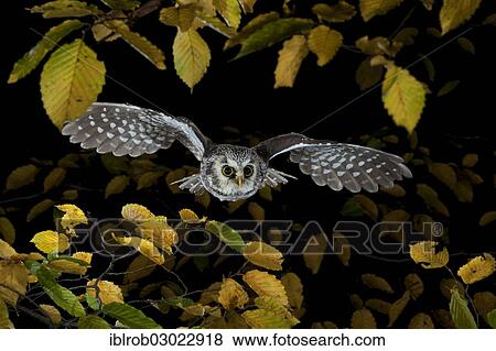 "Boreal Owl (Aegolius funereus) in flight, Thuringia, Germany, Europe" View Large Photo Image Stock Photo - "Boreal Owl (Aegolius funereus) in flight, Thuringia, Germany, Europe". Fotosearch