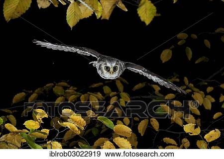 Stock Photo - "Boreal Owl (Aegolius funereus) in flight, Thuringia, Germany, Europe". Fotosearch
