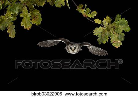 "Boreal Owl (Aegolius funereus) in flight, Thuringia, Germany, Europe" View Large Photo Image Stock Photograph - "Boreal Owl (Aegolius funereus) in flight, Thuringia, Germany, Europe". Fotosearch