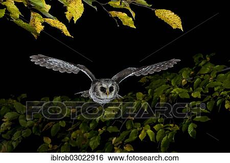 Stock Photograph - "Boreal Owl (Aegolius funereus) in flight, Thuringia, Germany, Europe". Fotosearch