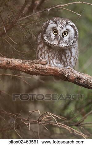 "Boreal owl (Aegolius funereus) perched on a branch, Tyrol, Austria, Europe" View Large Photo Image Stock Image - "Boreal owl (Aegolius funereus) perched on a branch, Tyrol, Austria, Europe". Fotosearch
