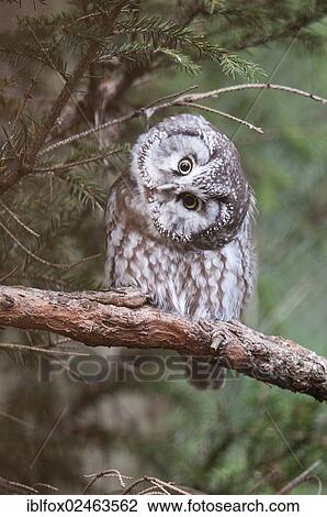 "Boreal owl (Aegolius funereus) perched on a branch, Tyrol, Austria, Europe" View Large Photo Image Stock Image - "Boreal owl (Aegolius funereus) perched on a branch, Tyrol, Austria, Europe". Fotosearch