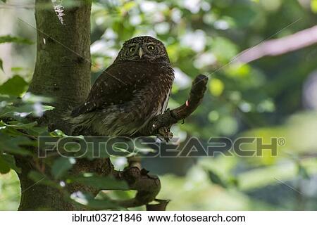 "Boreal owl (Aegolius funereus) perched on a branch in an open-air enclosure, Bavarian Forest National Park, Bavaria, Germany, Europe" View Large Photo Image Stock Photograph - "Boreal owl (Aegolius funereus) perched on a branch in an open-air enclosure, Bavarian Forest National Park, Bavaria, Germany, Europe". Fotosearch