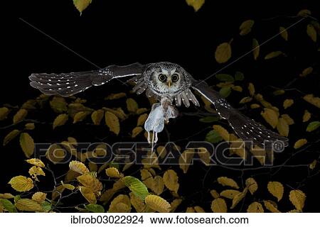 "Boreal Owl (Aegolius funereus) carrying a captured yellow-necked mouse in flight, Thuringia, Germany, Europe" View Large Photo Image Picture - "Boreal Owl (Aegolius funereus) carrying a captured yellow-necked mouse in flight, Thuringia, Germany, Europe". Fotosearch