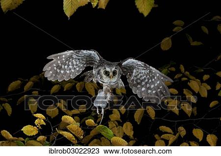 "Boreal Owl (Aegolius funereus) carrying a captured yellow-necked mouse in flight, Thuringia, Germany, Europe" View Large Photo Image Stock Image - "Boreal Owl (Aegolius funereus) carrying a captured yellow-necked mouse in flight, Thuringia, Germany, Europe". Fotosearch