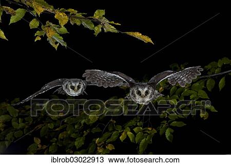 "Boreal Owls (Aegolius funereus) in flight, Thuringia, Germany, Europe" View Large Photo Image Stock Image - "Boreal Owls (Aegolius funereus) in flight, Thuringia, Germany, Europe". Fotosearch