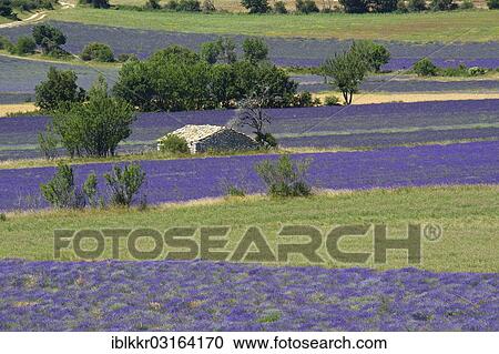 Stock Image - "Borie or dry-stone hut in a lavender field, Sault, Provence, Region Provence-Alpes-Cote d? ÇÖAzur, France, Europe". Fotosearch