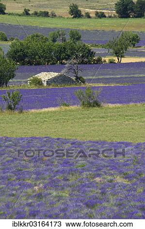 Stock Image - "Borie or dry-stone hut in a lavender field, Sault, Provence, Region Provence-Alpes-Cote d? ÇÖAzur, France, Europe". Fotosearch