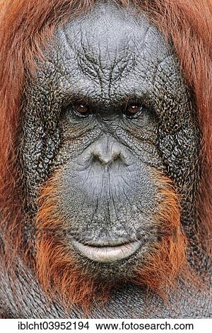 "Bornean orangutan (Pongo pygmaeus), female, native to Borneo, captive, Germany, Europe" View Large Photo Image Picture - "Bornean orangutan (Pongo pygmaeus), female, native to Borneo, captive, Germany, Europe". Fotosearch